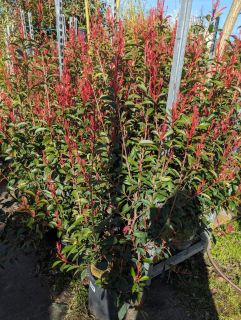 PHOTINIA-CARRE-ROUGE-XL