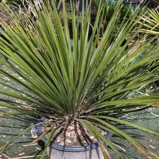 Yucca-rostrata-bleu-1