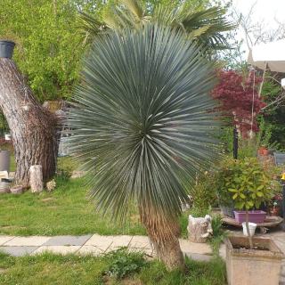 Yucca-rostrata-bleu-3