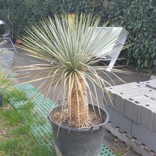 Yucca-rostrata-bleu-5