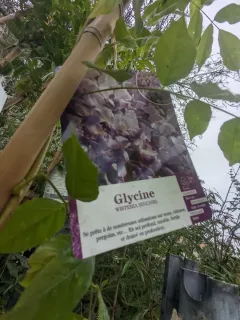 GLYCINE-3