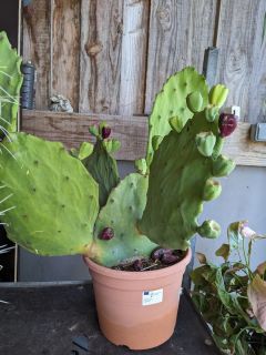 OPUNTIA-Cactus-Exterieurs