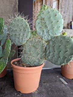 OPUNTIA-Cactus-Exterieurs